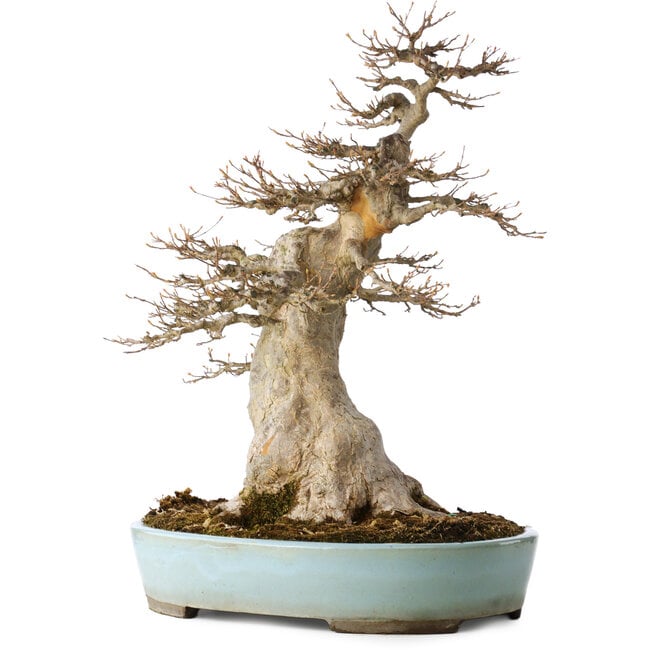 Volwassen Acer buergerianum (Drietandesdoorn) - 40 Jaar - Krachtige Moyogi , met een nebari van 27 cm, in een handgemaakte Japanse pot van Taizan