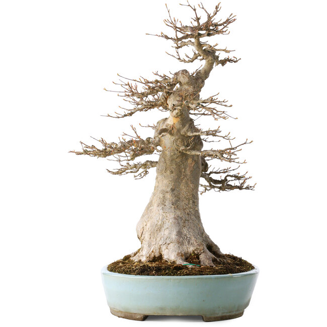 Volwassen Acer buergerianum (Drietandesdoorn) - 40 Jaar - Krachtige Moyogi , met een nebari van 27 cm, in een handgemaakte Japanse pot van Taizan