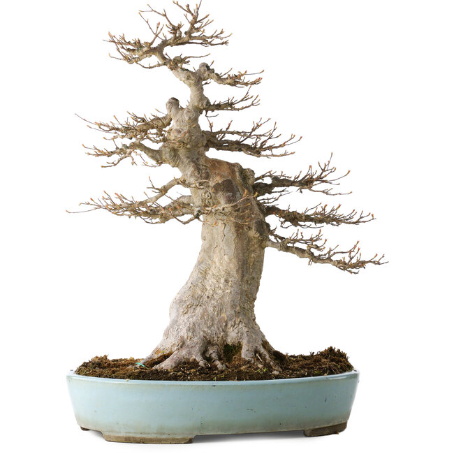 Maturo Acer buergerianum (Acero Tridente) - 40 Anni - Possente Moyogi, con un nebari di 27 cm, in un vaso giapponese fatto a mano da Taizan