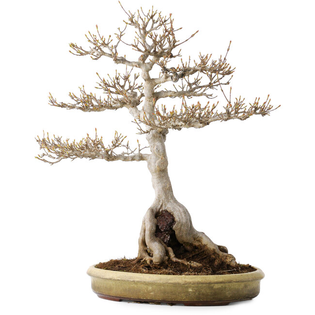 Acer buergerianum, 48 cm, ± 35 jaar oud, met een nebari van 22 cm, in een handgemaakte Japanse pot van Tokoname