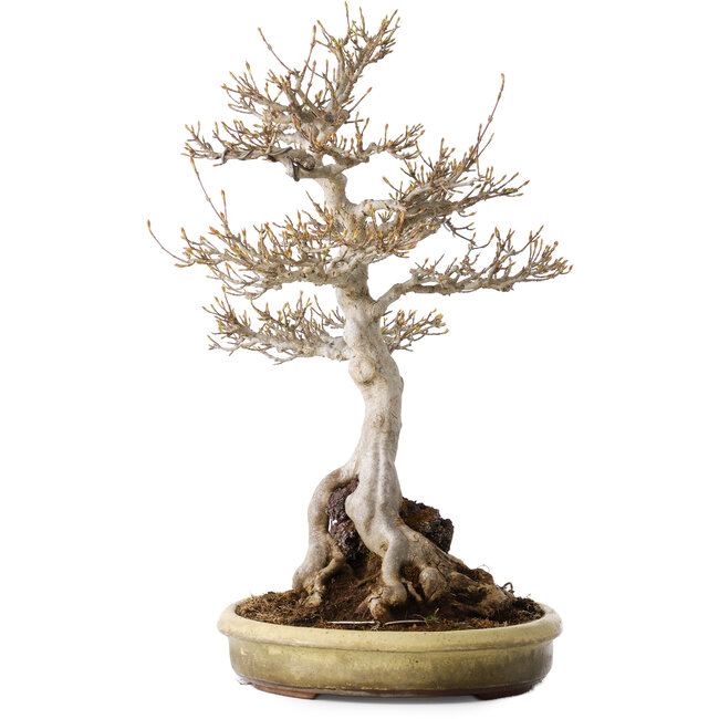 Acer buergerianum, 48 cm, ± 35 jaar oud, met een nebari van 22 cm, in een handgemaakte Japanse pot van Tokoname