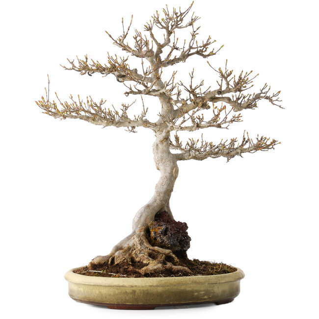 Acer buergerianum, 48 cm, ± 35 años, con un nebari de 22 cm, en una maceta japonesa hecha a mano de Tokoname