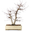 Acer palmatum Deshojo, 43 cm, ± 15 jaar oud, in een gebroken pot, met een nebari van 11 cm
