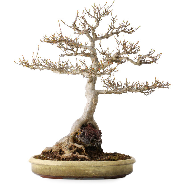 Acer buergerianum, 48 cm, ± 35 jaar oud, met een nebari van 22 cm, in een handgemaakte Japanse pot van Tokoname