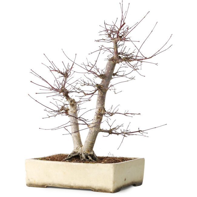 Acer palmatum Deshojo, 43 cm, ± 15 jaar oud, in een gebroken pot, met een nebari van 11 cm