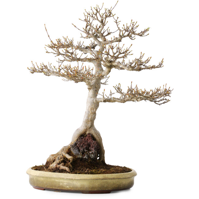 Acer buergerianum, 48 cm, ± 35 jaar oud, met een nebari van 22 cm, in een handgemaakte Japanse pot van Tokoname