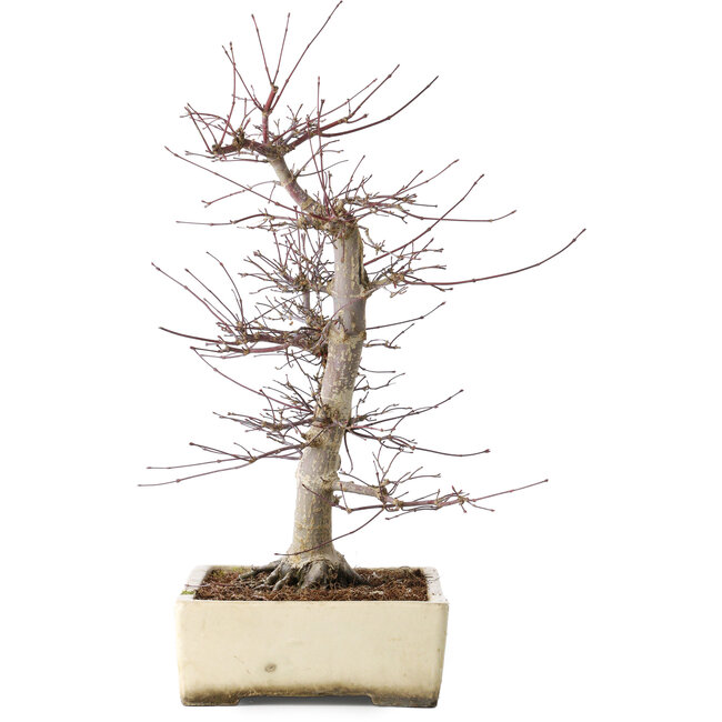 Acer palmatum Deshojo, 43 cm, ± 15 Jahre alt, in einem zerbrochenen Topf, mit einem Nebari von 11 cm