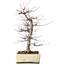 Acer palmatum Deshojo, 43 cm, ± 15 jaar oud, in een gebroken pot, met een nebari van 11 cm