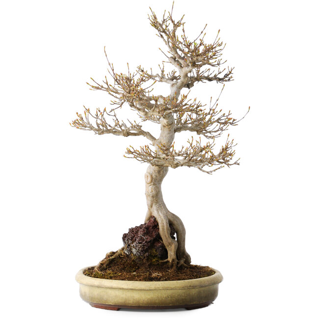 Acer buergerianum, 48 cm, ± 35 años, con un nebari de 22 cm, en una maceta japonesa hecha a mano de Tokoname