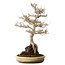 Acer buergerianum, 48 cm, ± 35 jaar oud, met een nebari van 22 cm, in een handgemaakte Japanse pot van Tokoname