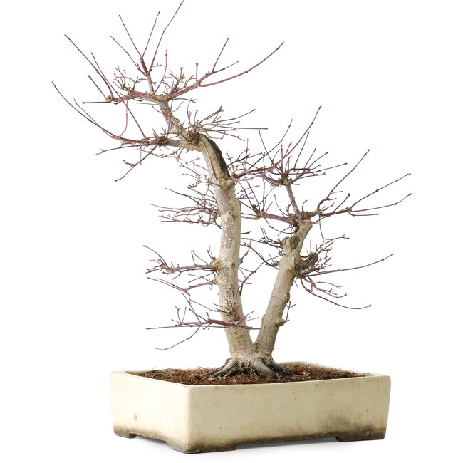 Acer palmatum Deshojo, 43 cm, ± 15 anni, in un vaso rotto, con un nebari di 11 cm