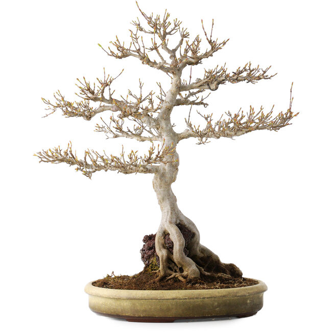 Acer buergerianum, 48 cm, ± 35 ans, avec un nebari de 22 cm, dans un pot japonais fait main de Tokoname