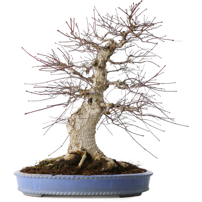 Acer palmatum Deshojo, 55 cm, ± 35 jaar oud, met een nebari van 35 cm
