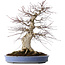 Acer palmatum Deshojo, 55 cm, ± 35 jaar oud, met een nebari van 35 cm