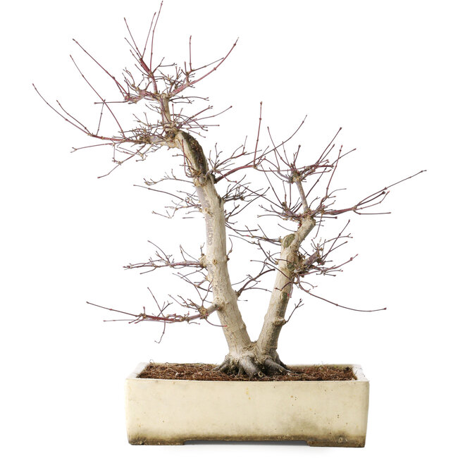 Acer palmatum Deshojo, 43 cm, ± 15 ans, dans un pot cassé, avec un nebari de 11 cm