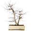Acer palmatum Deshojo, 43 cm, ± 15 anni, in un vaso rotto, con un nebari di 11 cm