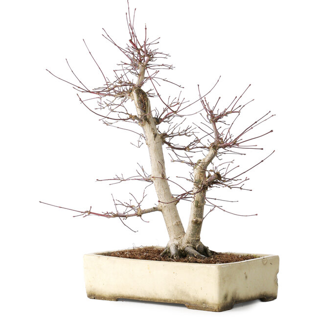 Acer palmatum Deshojo, 43 cm, ± 15 anni, in un vaso rotto, con un nebari di 11 cm