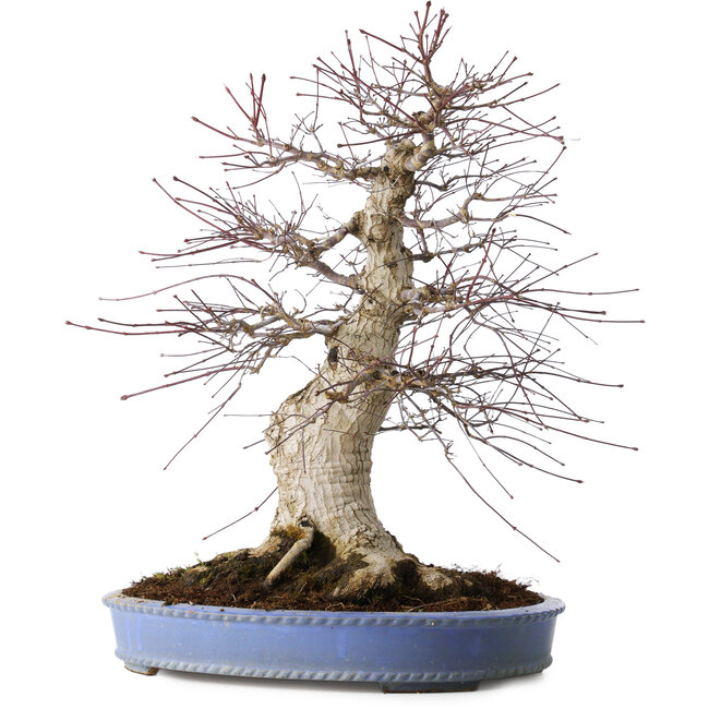 Acer palmatum Deshojo, 55 cm, ± 35 anni, con un nebari di 35 cm