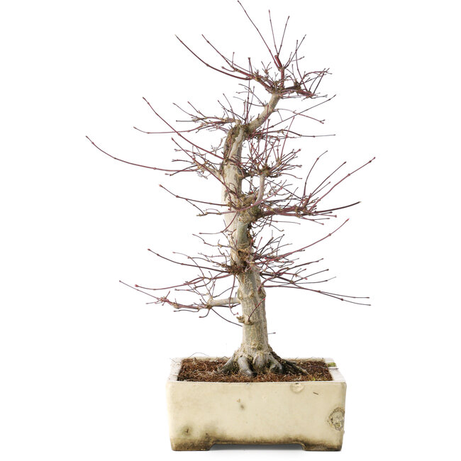 Acer palmatum Deshojo, 43 cm, ± 15 ans, dans un pot cassé, avec un nebari de 11 cm