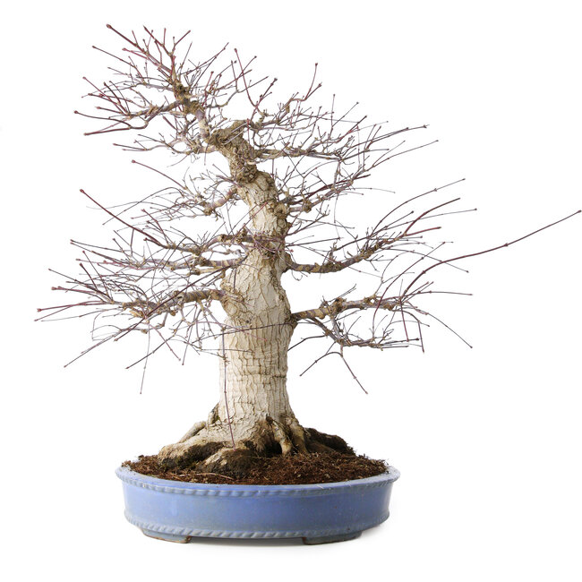 Acer palmatum Deshojo, 55 cm, ± 35 Jahre alt, mit einem Nebari von 35 cm