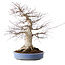 Acer palmatum Deshojo, 55 cm, ± 35 jaar oud, met een nebari van 35 cm