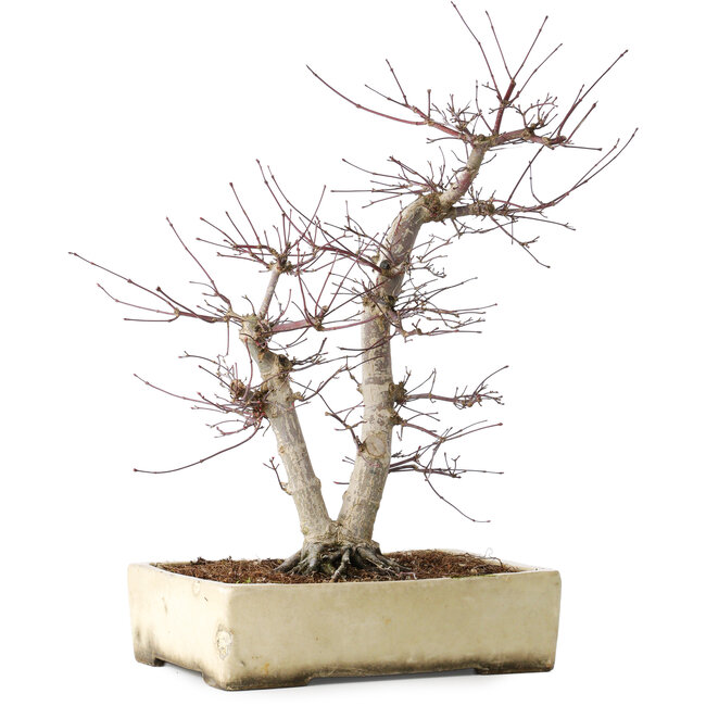 Acer palmatum Deshojo, 43 cm, ± 15 years old, in a broken pot, with a nebari of 11 cm