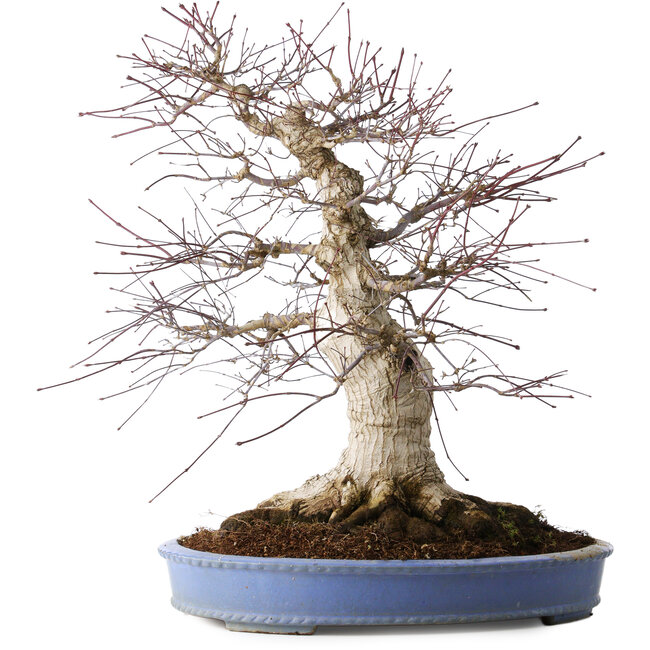 Acer palmatum Deshojo, 55 cm, ± 35 años, con un nebari de 35 cm