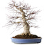 Acer palmatum Deshojo, 55 cm, ± 35 jaar oud, met een nebari van 35 cm