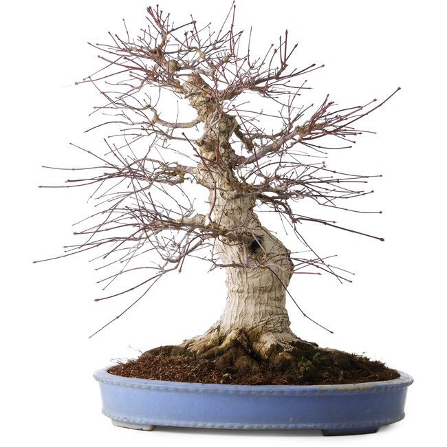 Acer palmatum Deshojo, 55 cm, ± 35 Jahre alt, mit einem Nebari von 35 cm