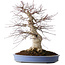 Acer palmatum Deshojo, 55 cm, ± 35 jaar oud, met een nebari van 35 cm