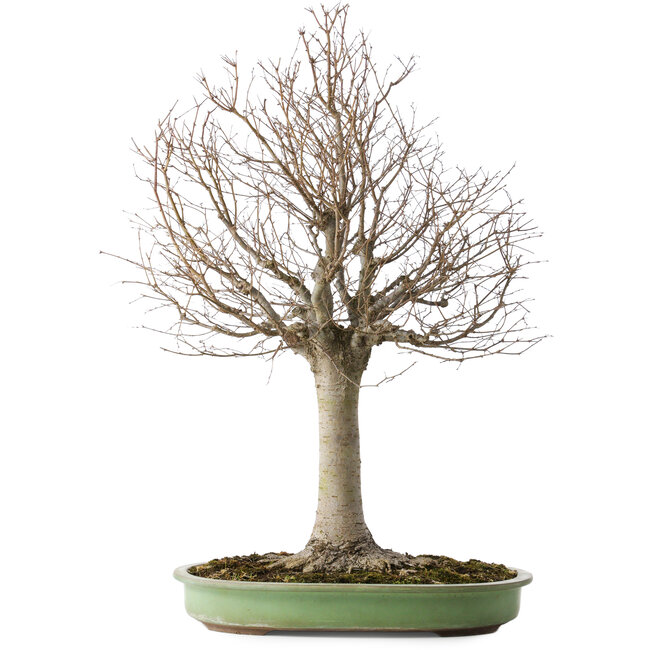 Zelkova serrata, 65 cm, ± 40 jaar oud, met een nebari van 22 cm