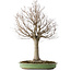 Zelkova serrata, 65 cm, ± 40 jaar oud, met een nebari van 22 cm