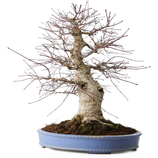 Acer palmatum Deshojo, 55 cm, ± 35 años, con un nebari de 35 cm