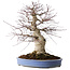 Acer palmatum Deshojo, 55 cm, ± 35 jaar oud, met een nebari van 35 cm