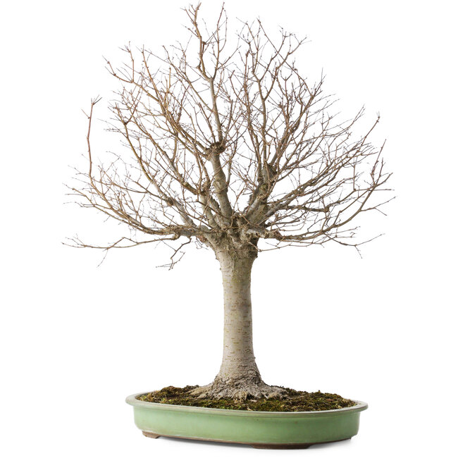 Zelkova serrata, 65 cm, ± 40 ans, avec un nebari de 22 cm
