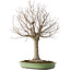 Zelkova serrata, 65 cm, ± 40 jaar oud, met een nebari van 22 cm