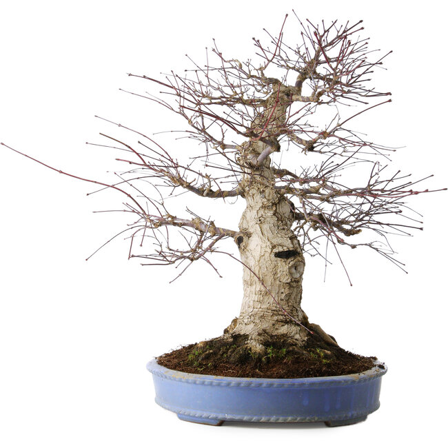Acer palmatum Deshojo, 55 cm, ± 35 anni, con un nebari di 35 cm