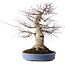 Acer palmatum Deshojo, 55 cm, ± 35 jaar oud, met een nebari van 35 cm