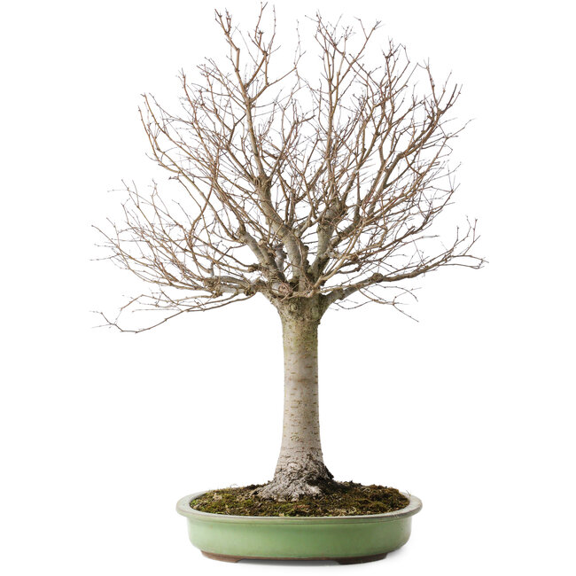 Zelkova serrata, 65 cm, ± 40 Jahre alt, mit einem Nebari von 22 cm