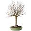 Zelkova serrata, 65 cm, ± 40 jaar oud, met een nebari van 22 cm