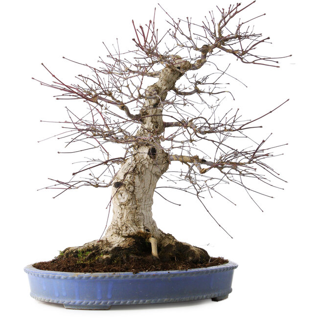 Acer palmatum Deshojo, 55 cm, ± 35 jaar oud, met een nebari van 35 cm