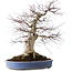 Acer palmatum Deshojo, 55 cm, ± 35 jaar oud, met een nebari van 35 cm
