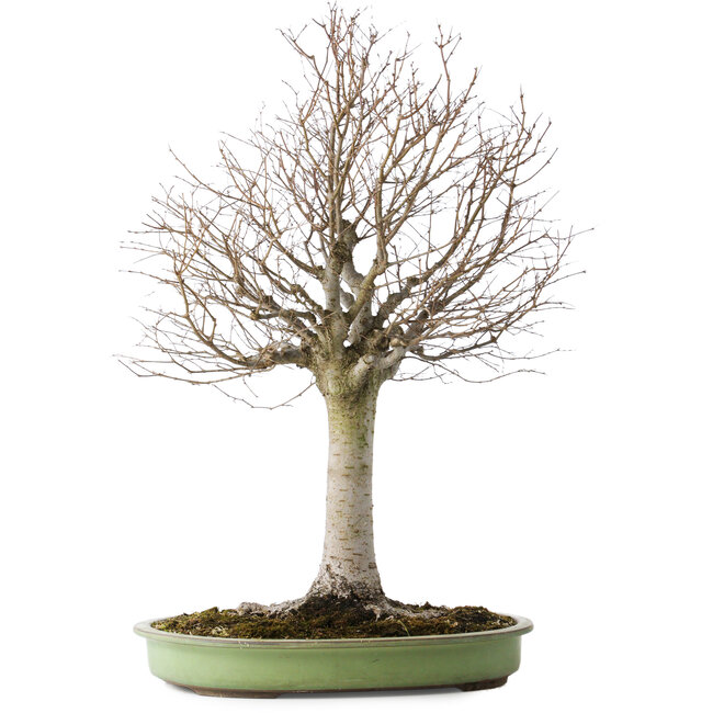 Zelkova serrata, 65 cm, ± 40 anni, con un nebari di 22 cm