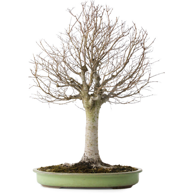 Zelkova serrata, 65 cm, ± 40 years old, with a nebari of 22 cm