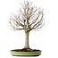 Zelkova serrata, 65 cm, ± 40 jaar oud, met een nebari van 22 cm