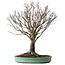 Zelkova serrata, 52 cm, ± 35 jaar oud, met een nebari van 15 cm