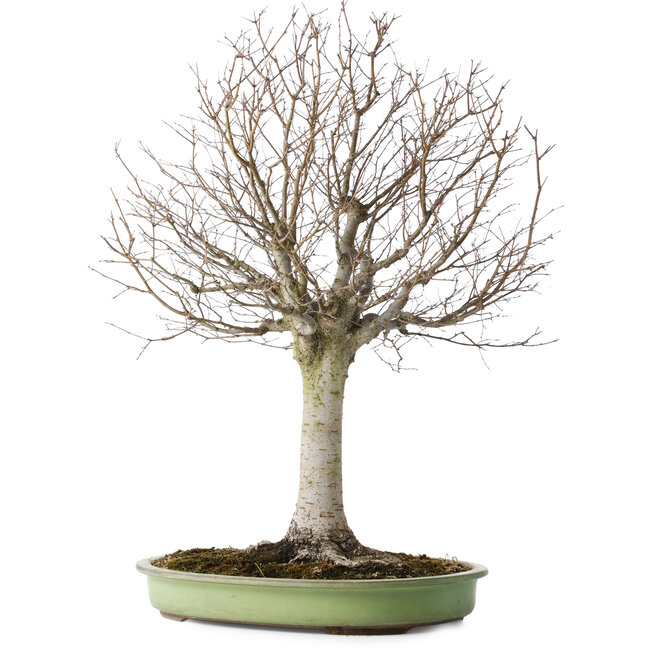 Zelkova serrata, 65 cm, ± 40 years old, with a nebari of 22 cm