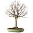 Zelkova serrata, 65 cm, ± 40 jaar oud, met een nebari van 22 cm