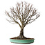 Zelkova serrata, 52 cm, ± 35 jaar oud, met een nebari van 15 cm