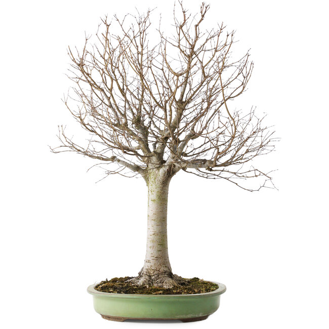 Zelkova serrata, 65 cm, ± 40 anni, con un nebari di 22 cm